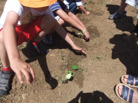 Plantação de courgettes pelos alunos do pré-escolar